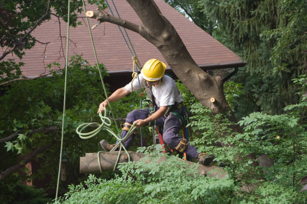 How Our Tree Care Process Works  in  Le Sueur, MN