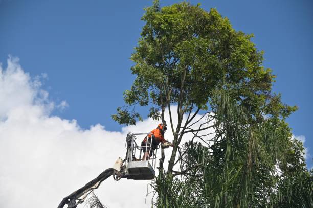 Best Tree Mulching  in Le Sueur, MN