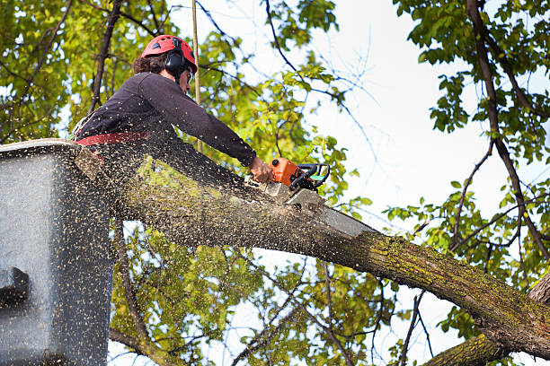 Reliable Le Sueur, MN Tree Services Solutions