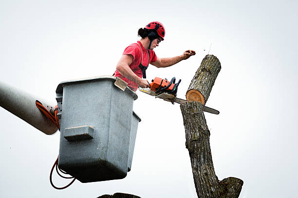 Best Leaf Removal  in Le Sueur, MN